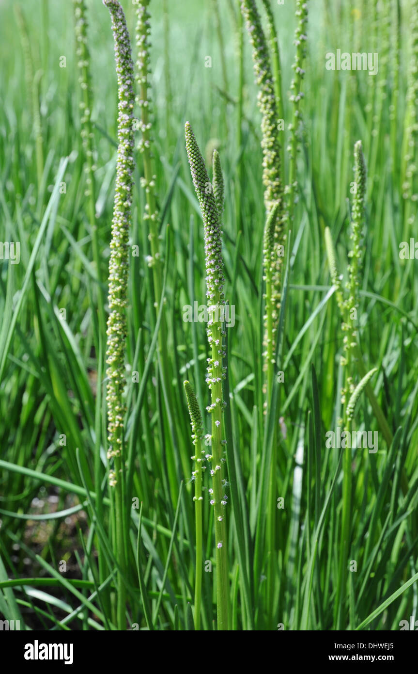 Arrowgrass Stock Photo