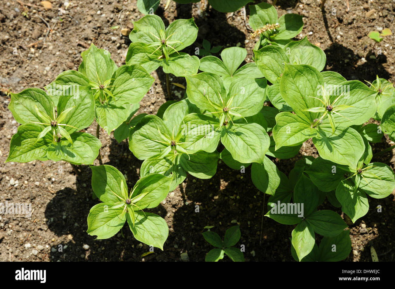 Herb paris Stock Photo