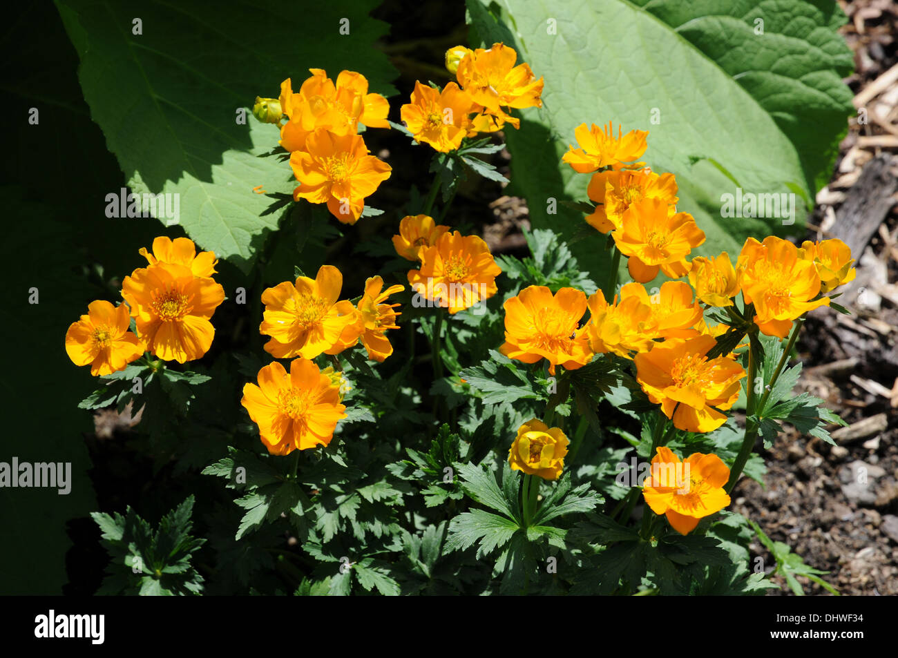 Globe flowers Stock Photo