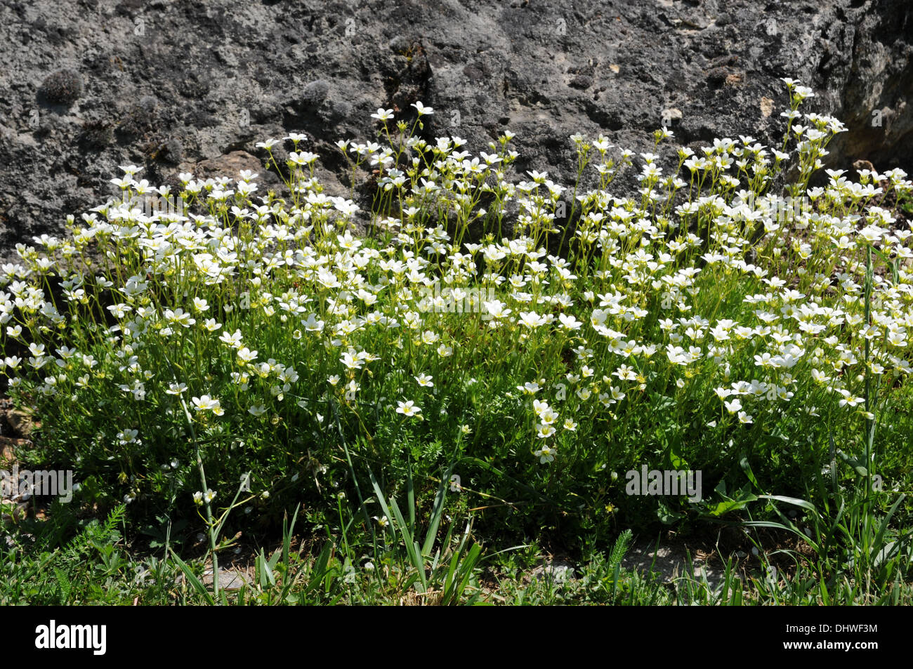 Mossy saxifrage Stock Photo