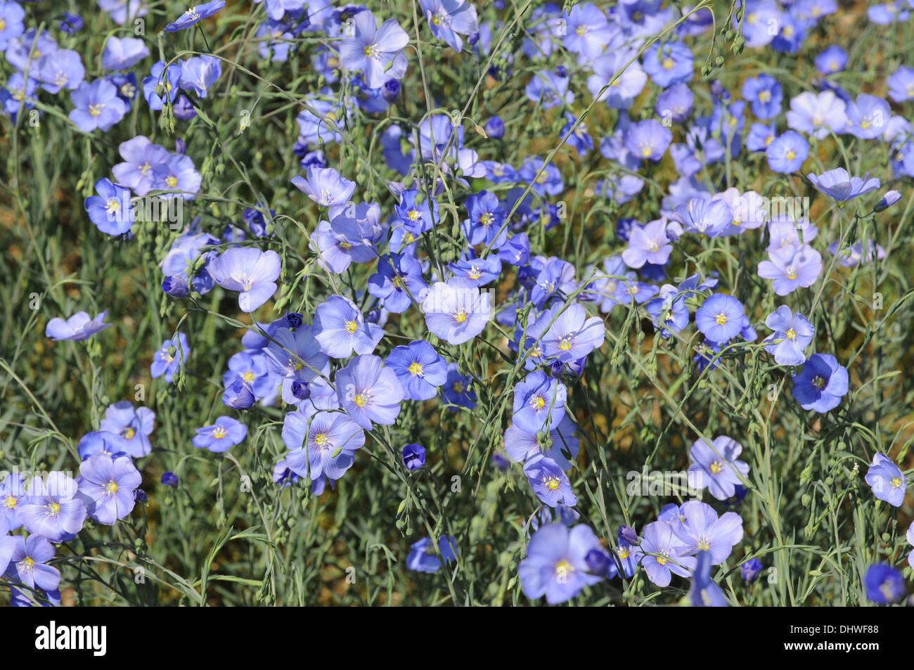 Austrian flax Stock Photo