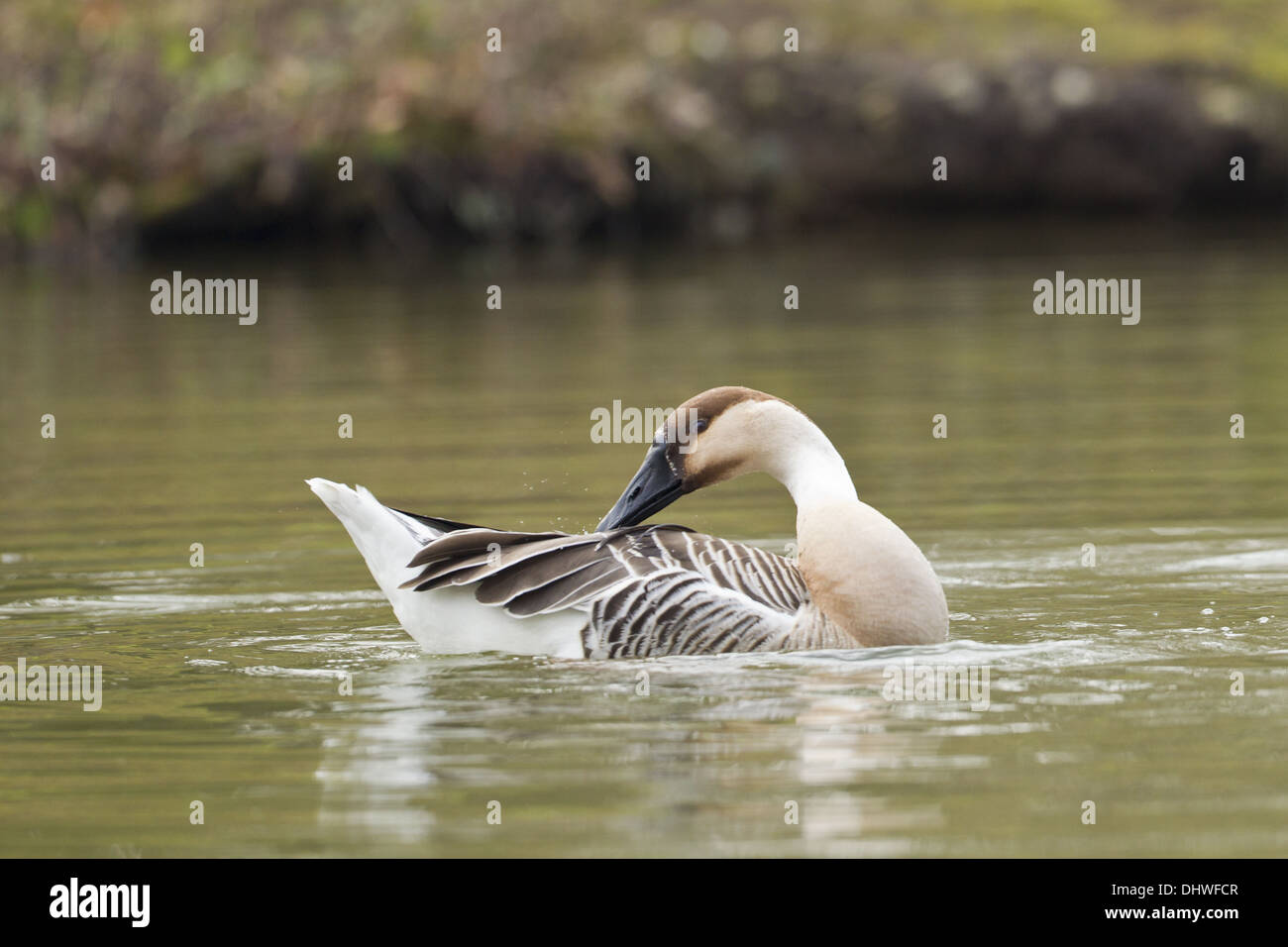 Swan Goose (Anser Cygnoides Stock Photo - Alamy