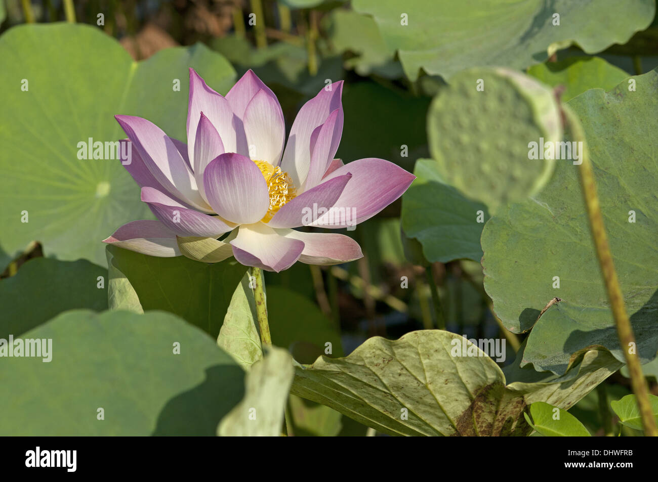 Lotus flower, Nelumbo nucifera Stock Photo Alamy