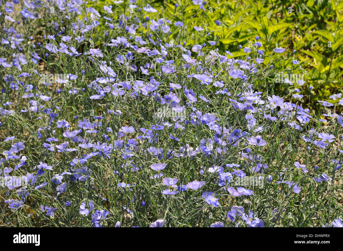 Austrian flax Stock Photo