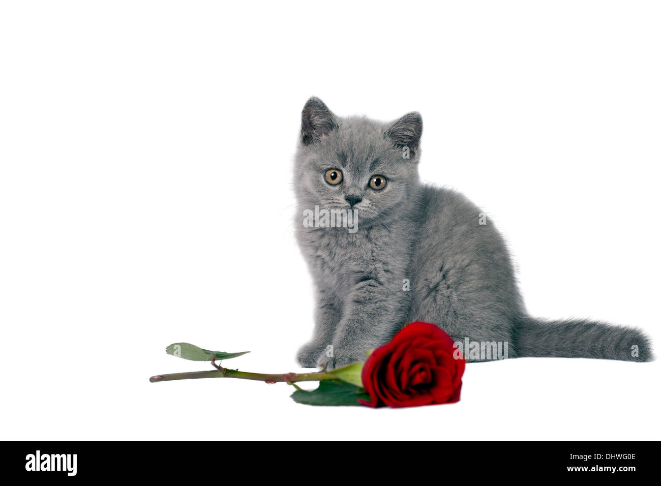 British Shorthair kitten with a red rose. Stock Photo