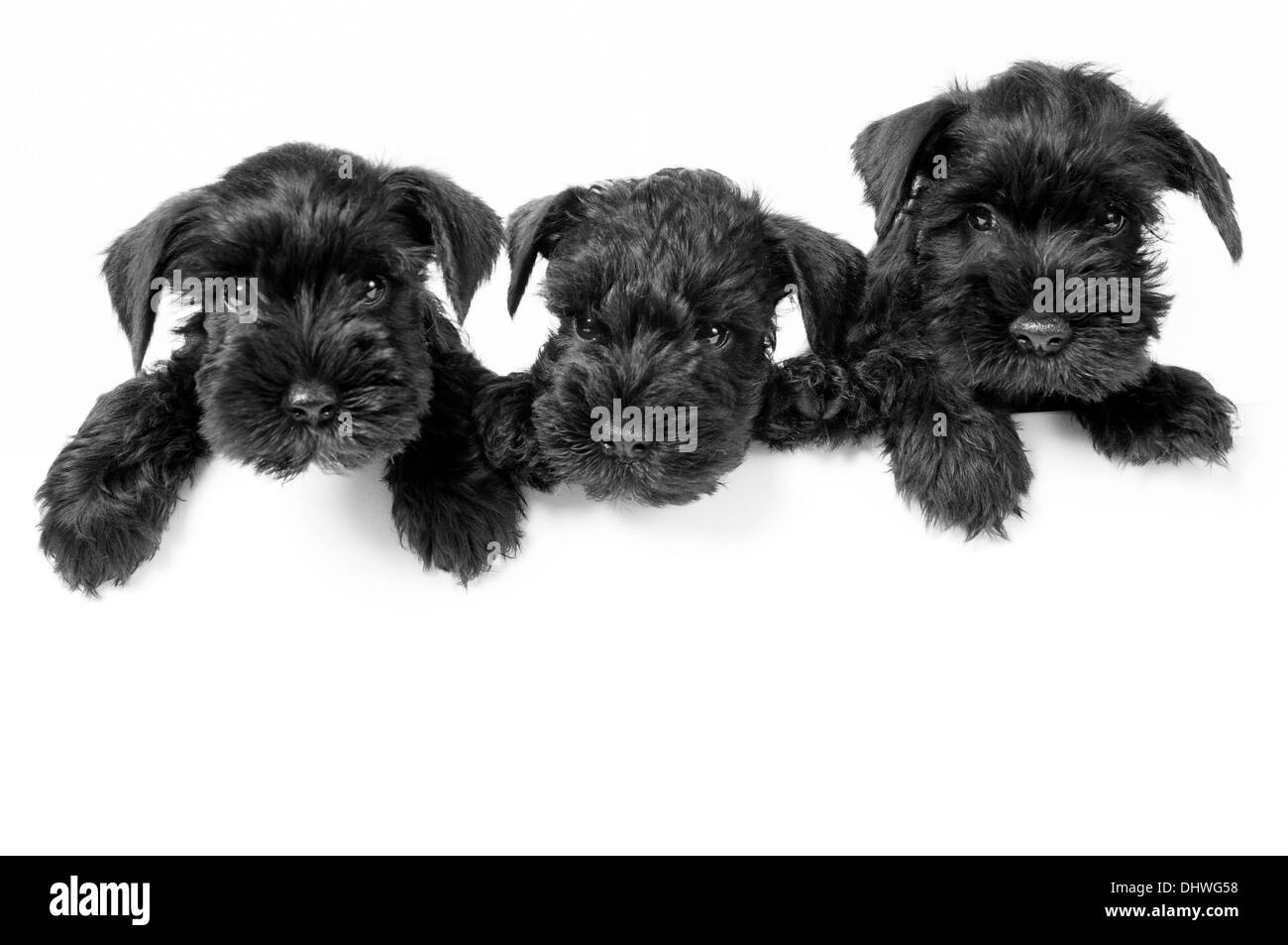 Three adorable schnauzer puppies on white background with room for your text Stock Photo