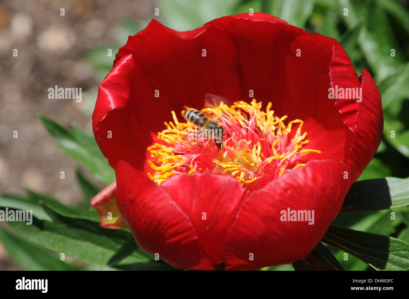 Peony Stock Photo
