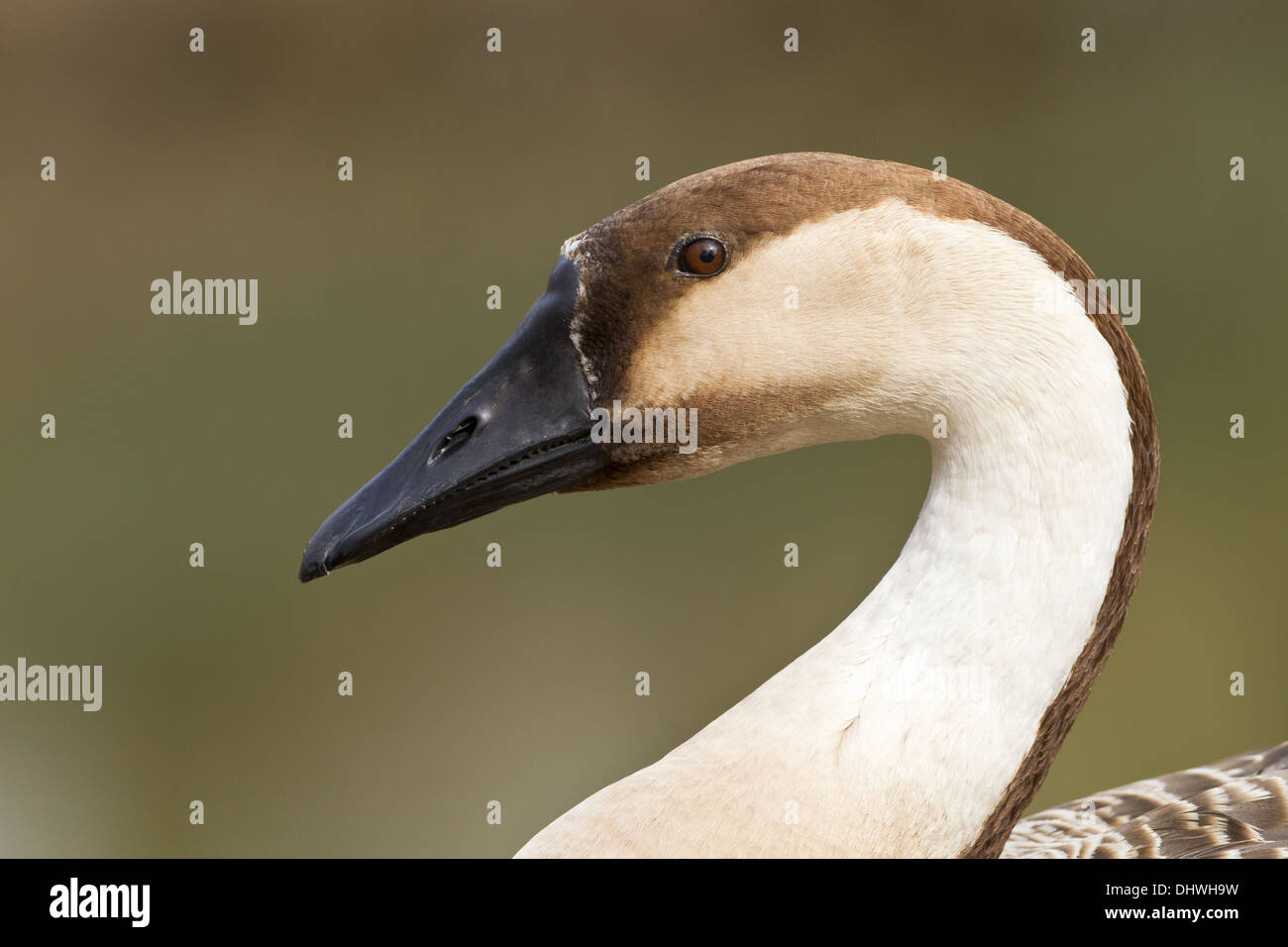 Swan Goose (Anser Cygnoides Stock Photo - Alamy