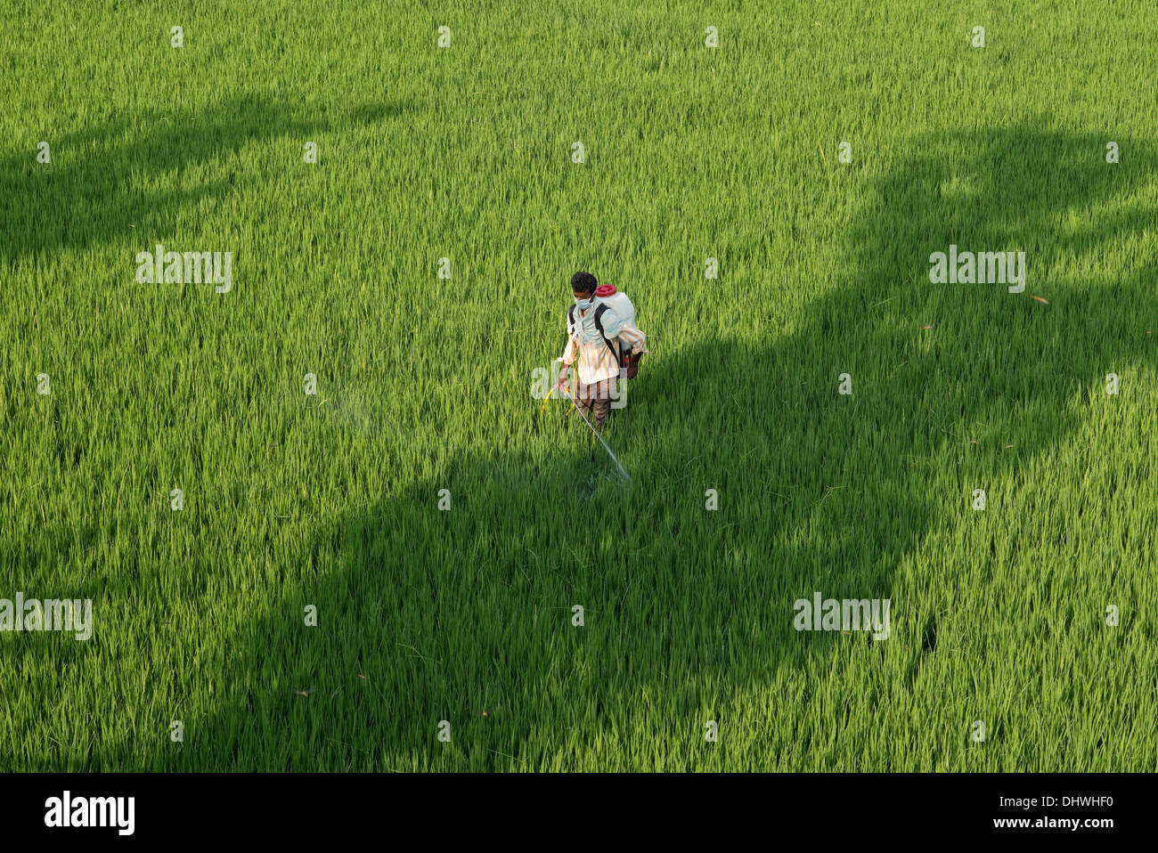 Indian man spraying a rice crop with pesticide. Andhra Pradesh, India Stock Photo