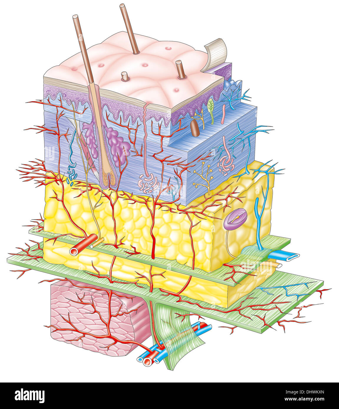 Subcutaneous systems hi-res stock photography and images - Alamy