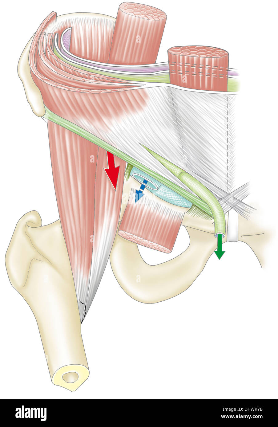 Inguinal Canal - Borders, Contents and Clinical Importance | Medical  Junction