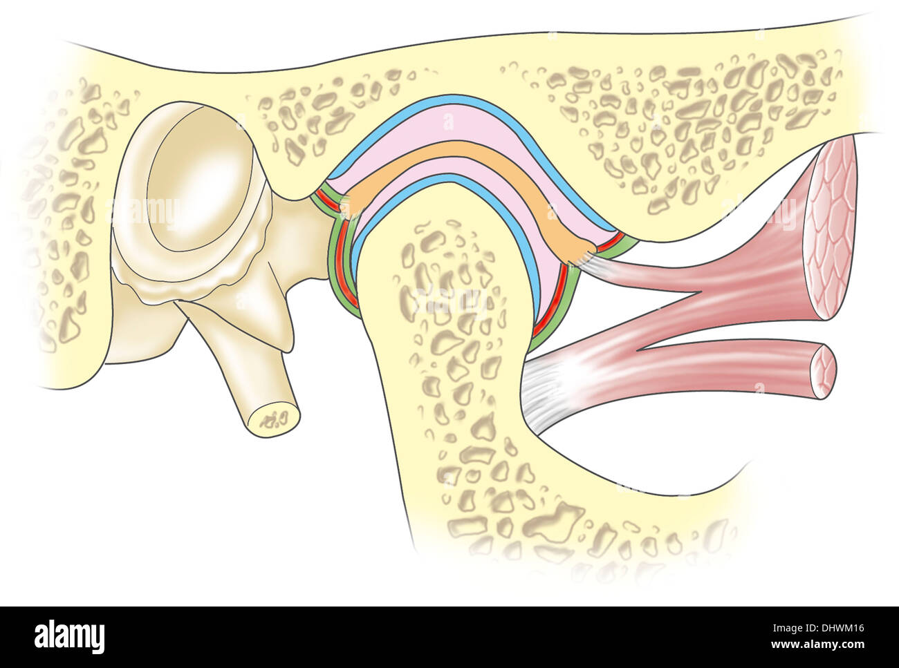 JAW, ILLUSTRATION Stock Photo