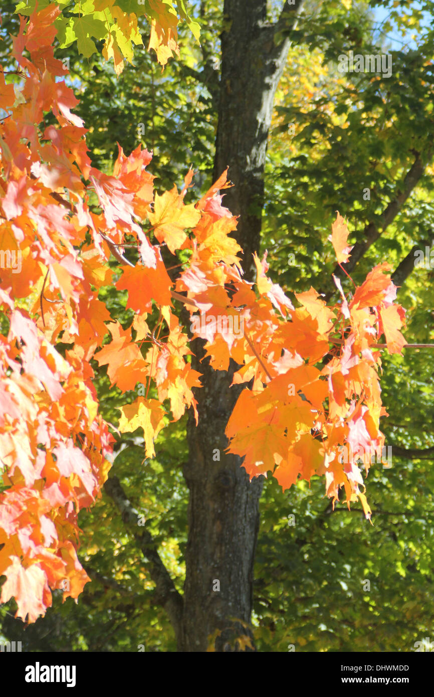 Leaves of a maple trees in their autumn color of yellows and gold Stock ...