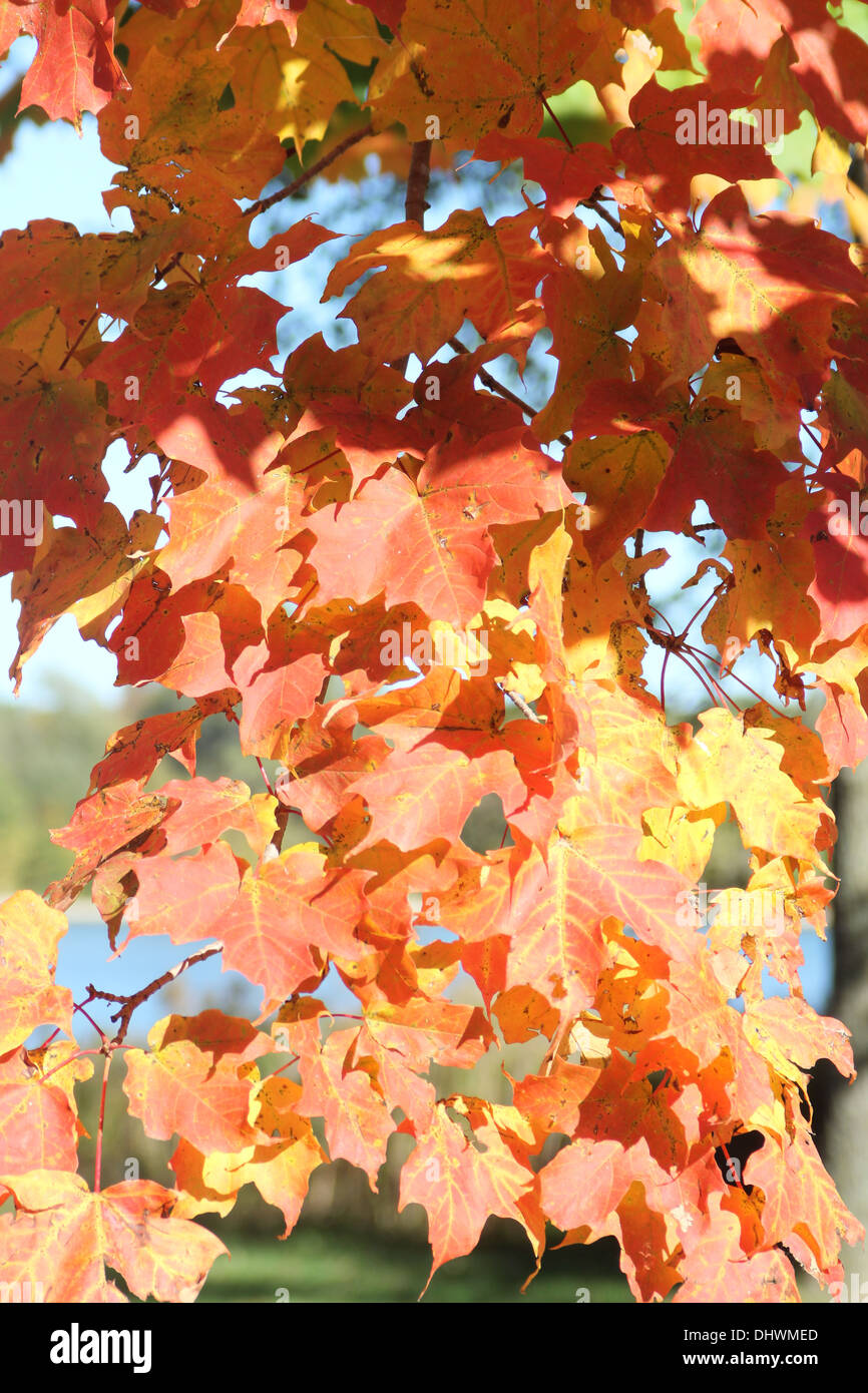 Leaves of a maple trees in their autumn color of yellows and gold Stock ...