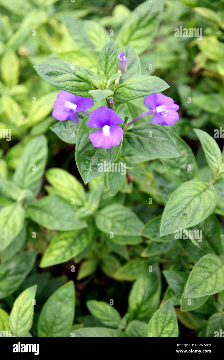 Purple flowers with green leaves hi-res stock photography and images ...
