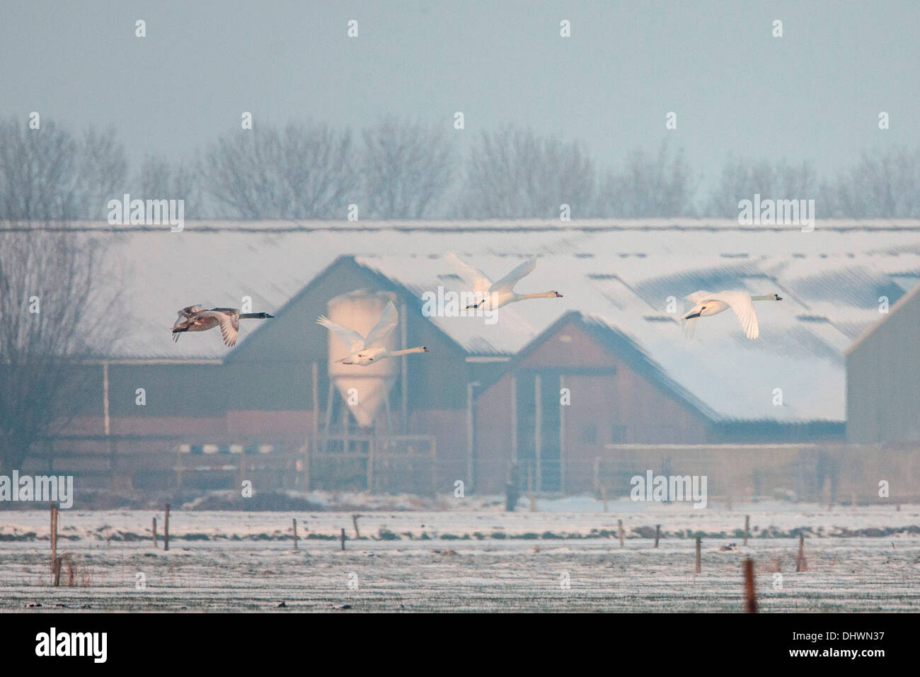 Netherlands, Eemnes Eem Polder. Eempolder, Resting place for birds. Winter. Mute Swans flying in front of farm Stock Photo