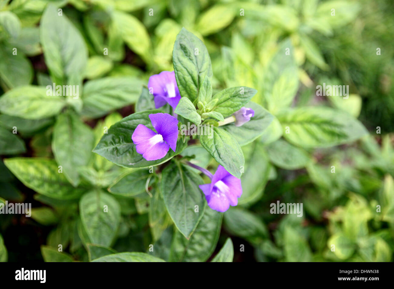Purple leaves purple hi-res stock photography and images - Alamy