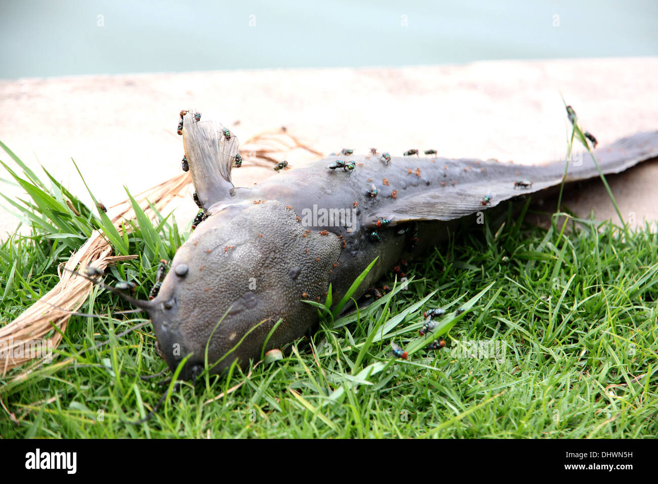 The Fish that died from the sewage and Fly swarming. Stock Photo
