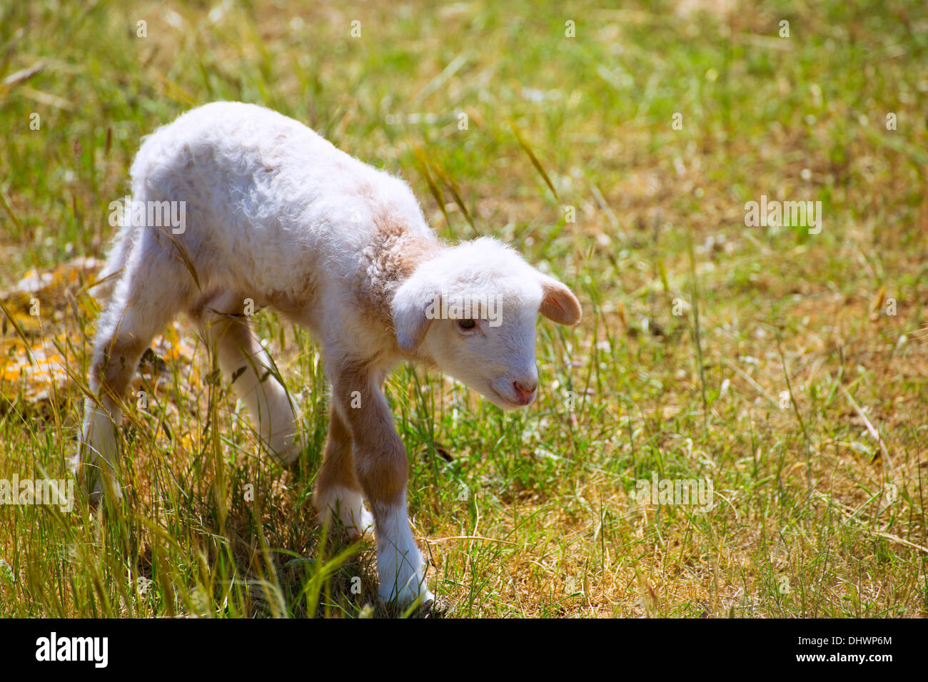 Baby lamb hires stock photography and images Alamy
