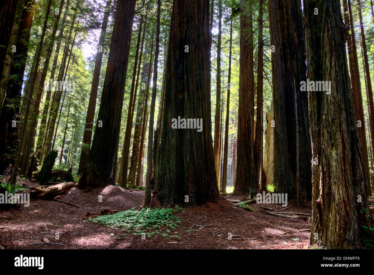 Giant Redwoods California Northern Park near Eureka Stock Photo - Alamy