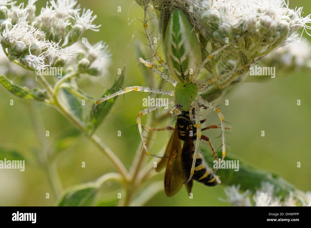 green lynx spider with prey Stock Photo