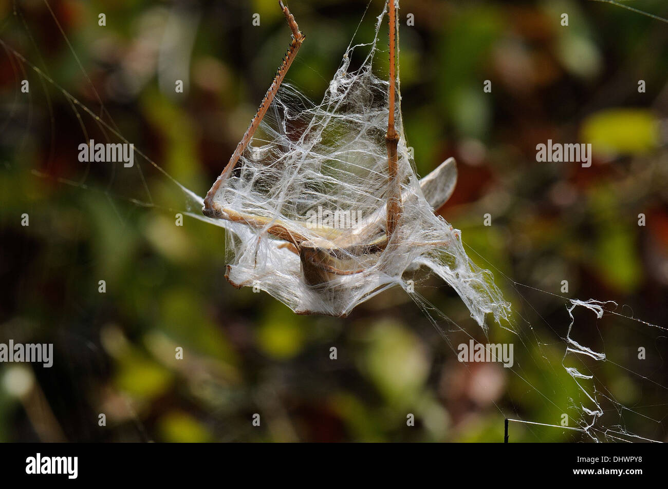 caught in spider web Stock Photo Alamy