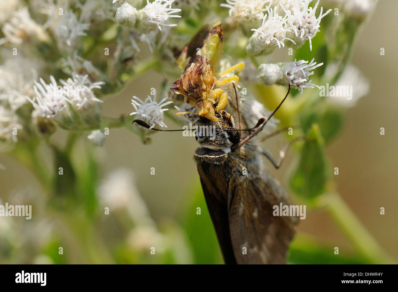 Ambush Bug with prey Stock Photo