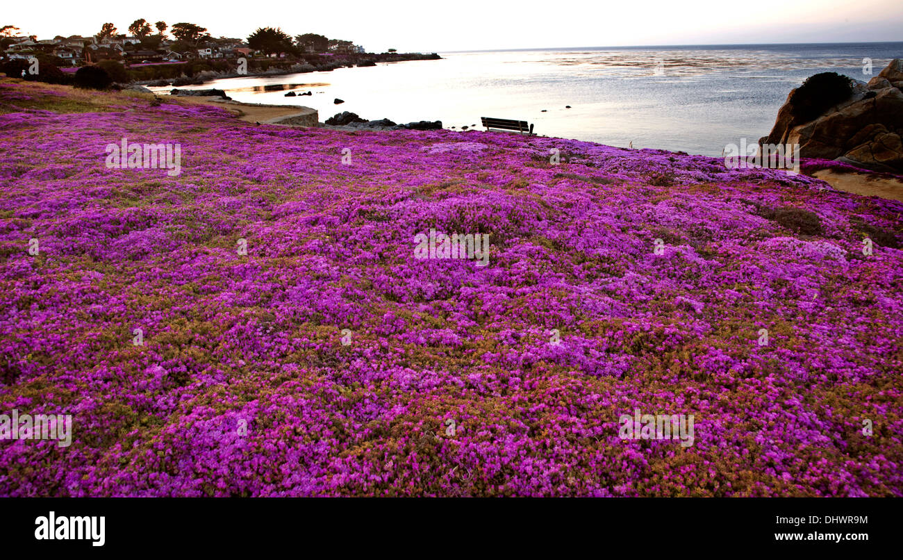 Monterey Coast California pink flowers rugged northern Stock Photo
