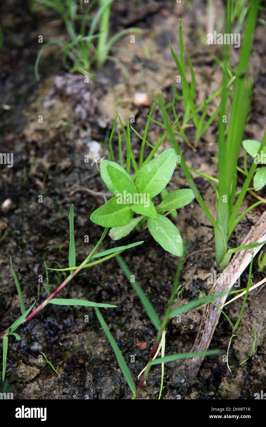 The Seedlings up to Growth On the ground moist. Stock Photo