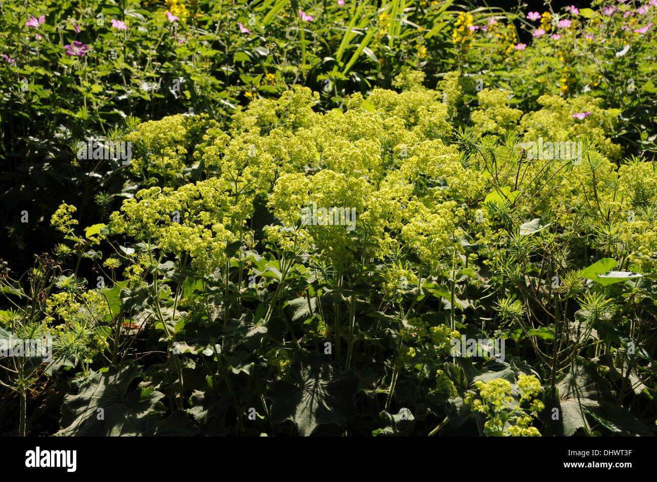 Ladies mantle flowers hi-res stock photography and images - Alamy