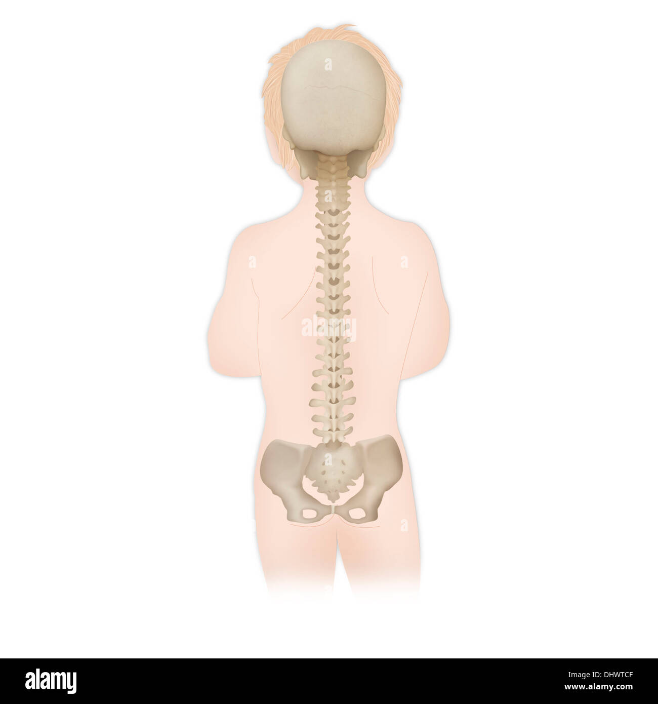 Spinal column anatomy hi-res stock photography and images - Alamy