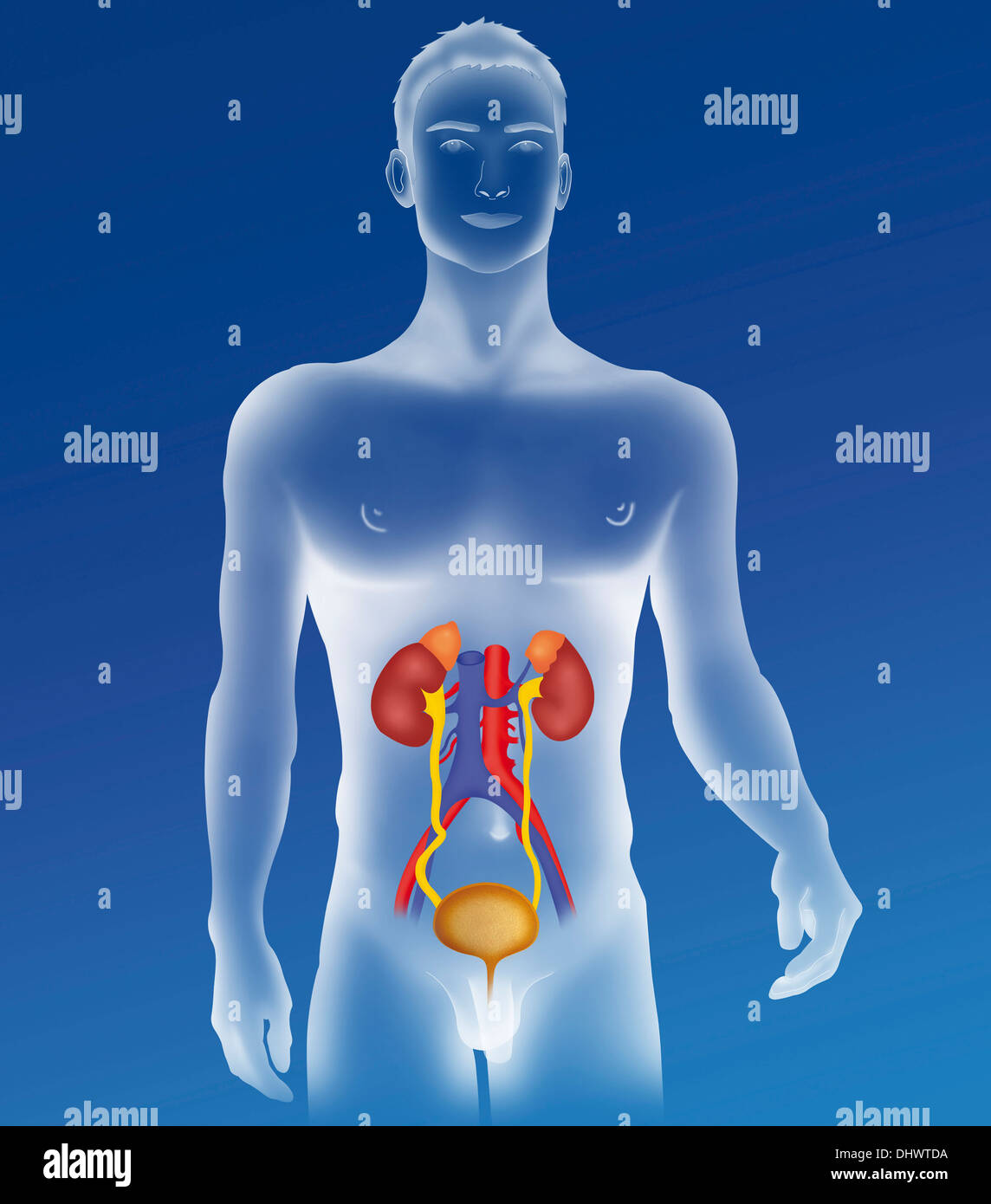 Urinary tract infection (UTI) visual data 7