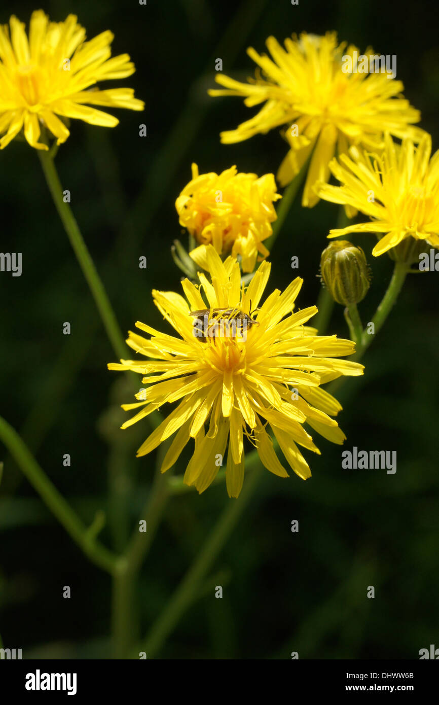 Rough hawkbit Stock Photo