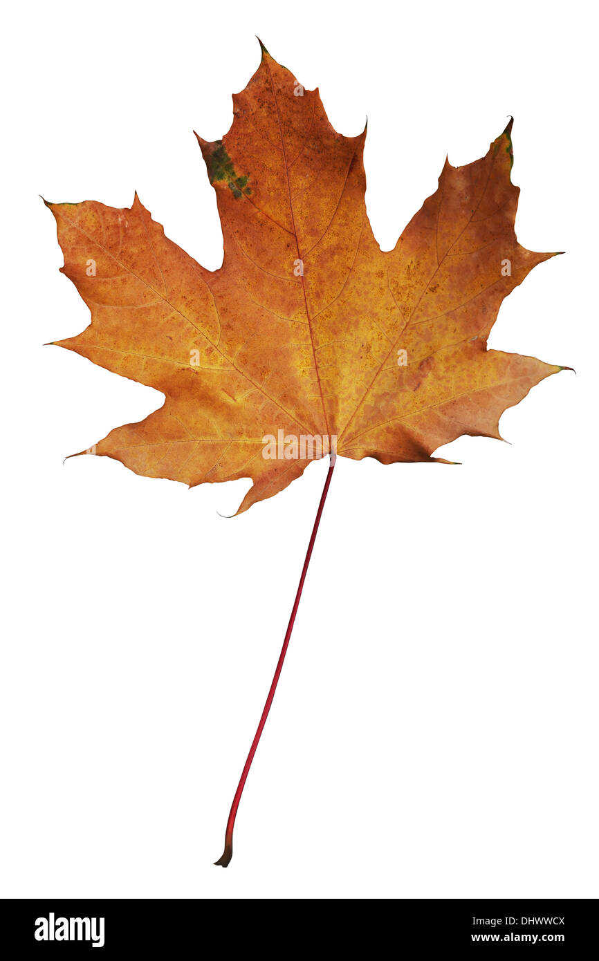 maple leaf on white background Stock Photo
