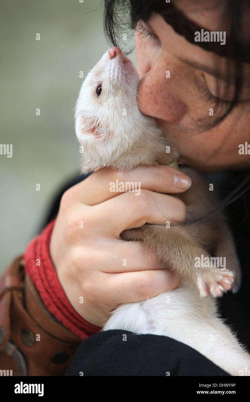 Little girl hugging a ferret. Stock Photo