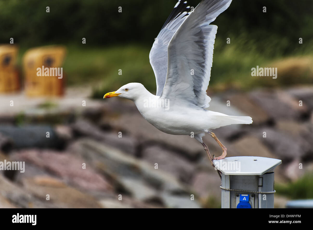 herring gull taking off Stock Photo