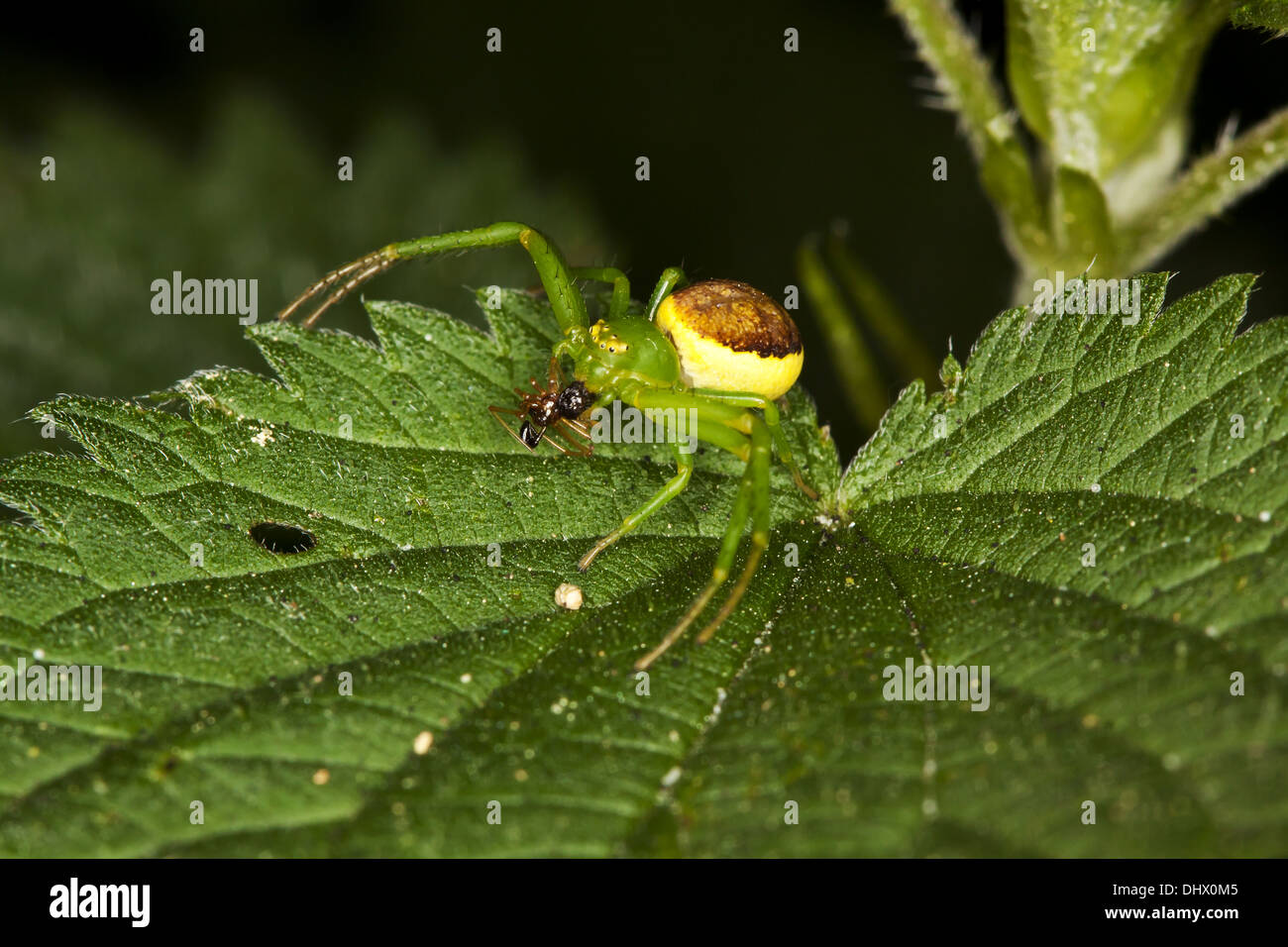 Diaea dorsata, Green Crab Spider Stock Photo