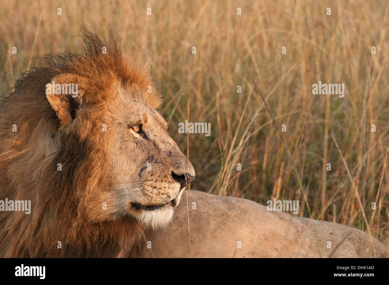 Male Lion awakes just after first light and peers into the distance as the sun rises and starts a new day in the Mara Kenya. Stock Photo