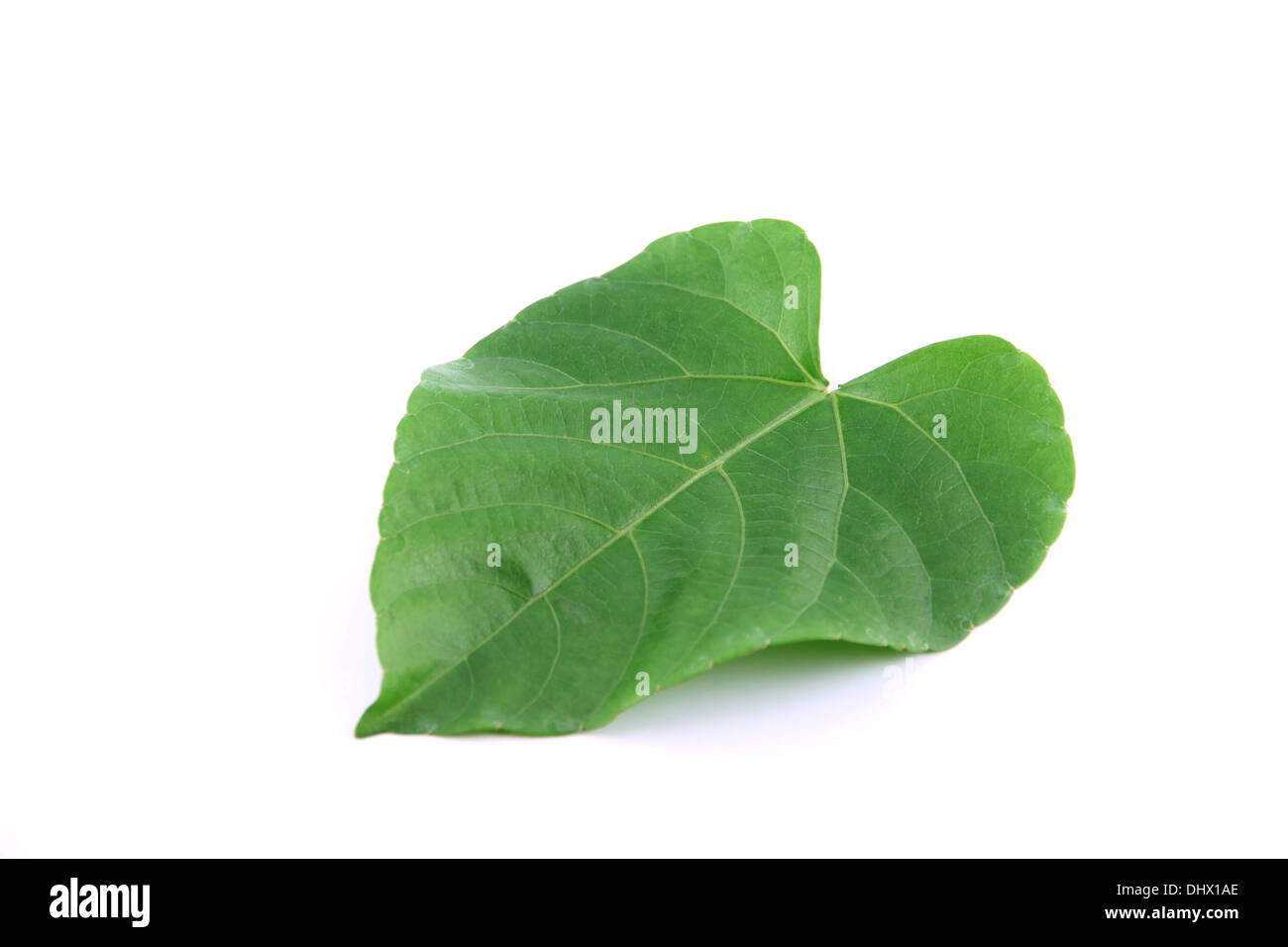 Green leaves shaped like heart on white background Stock Photo - Alamy