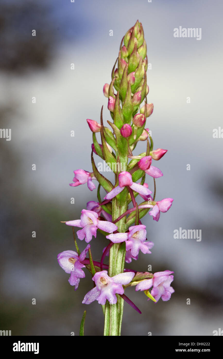 Gymnadenia conopsea, Fragrant Orchis Stock Photo