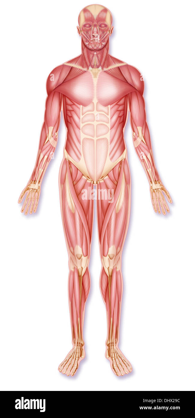 MUSCLE, DRAWING Stock Photo