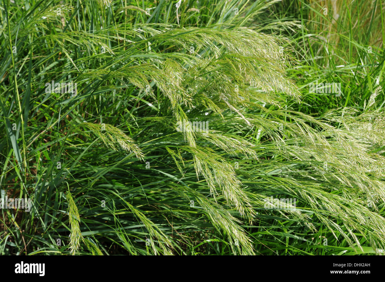 Silver-spike grass Stock Photo