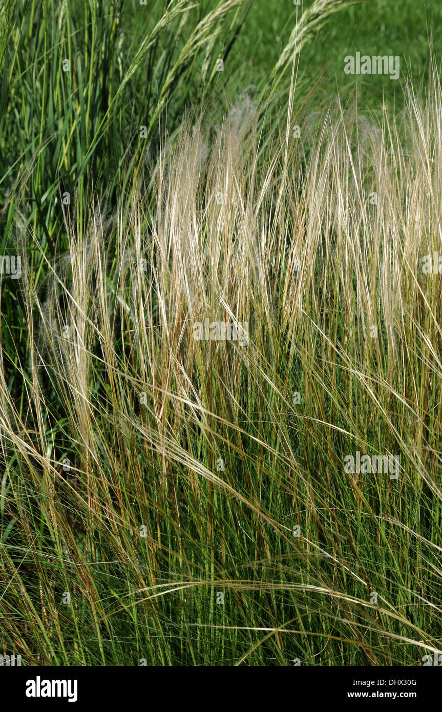 Feather grass Stock Photo