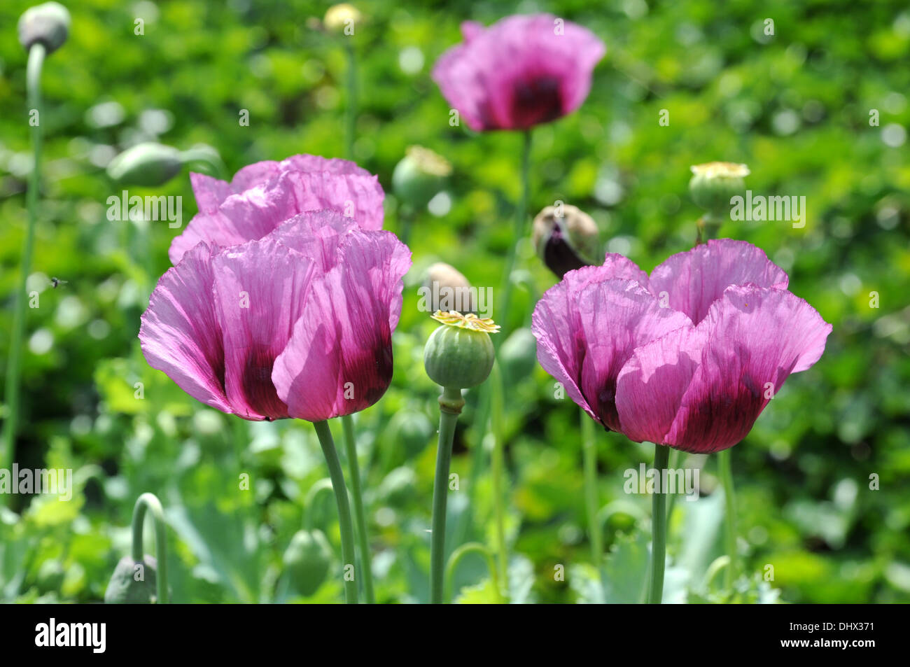 Opium poppy Stock Photo