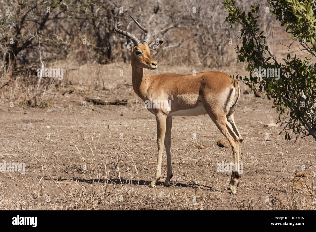 Impala in the bush Stock Photo - Alamy