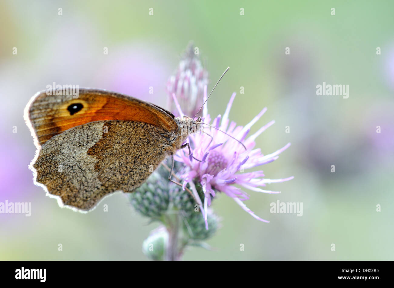 meadow brown Stock Photo