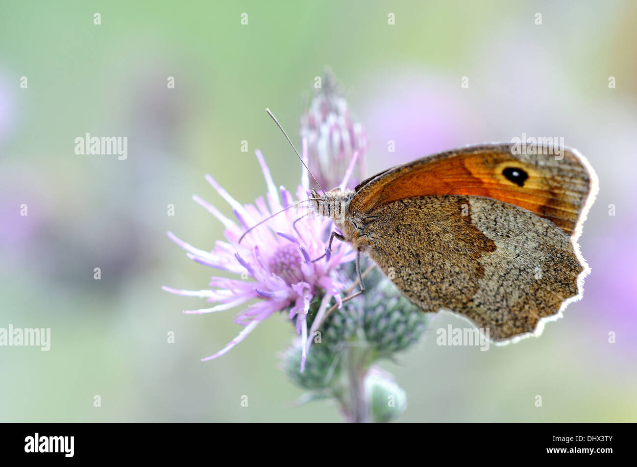 meadow brown Stock Photo