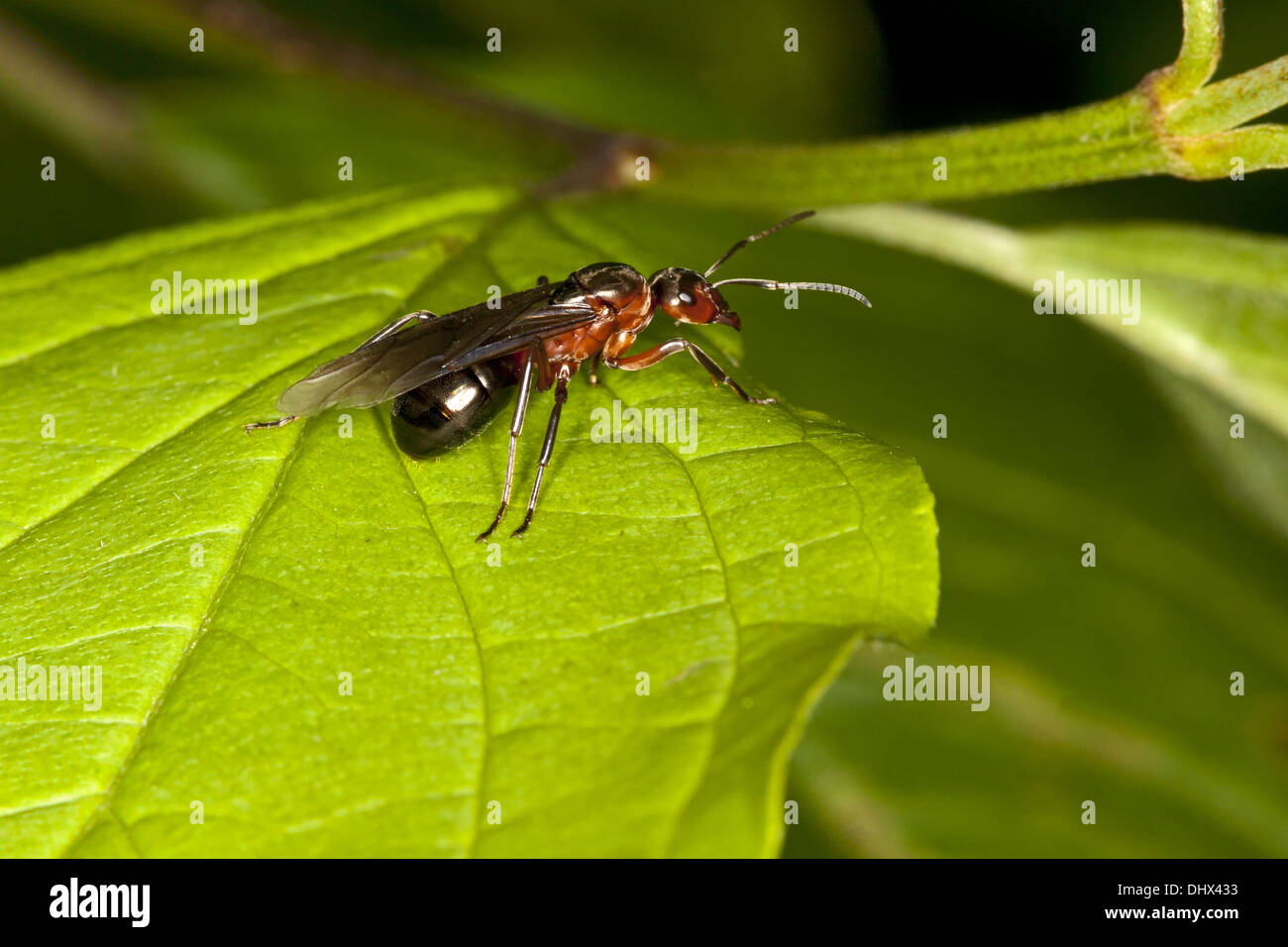 Formica pratensis, Queen, Red Wood Ant Stock Photo