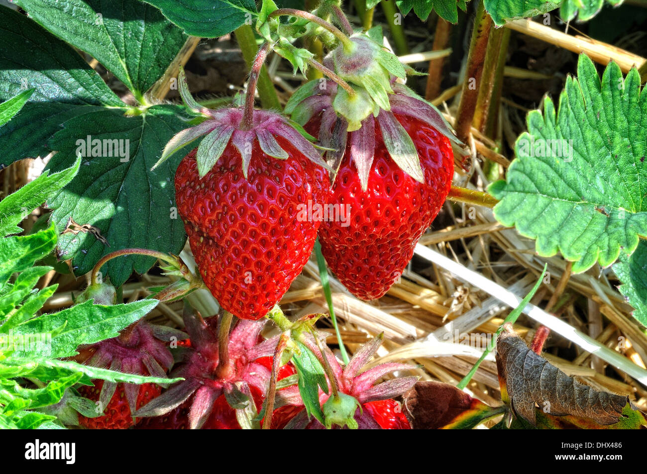 Red strawberries-consumption Stock Photo