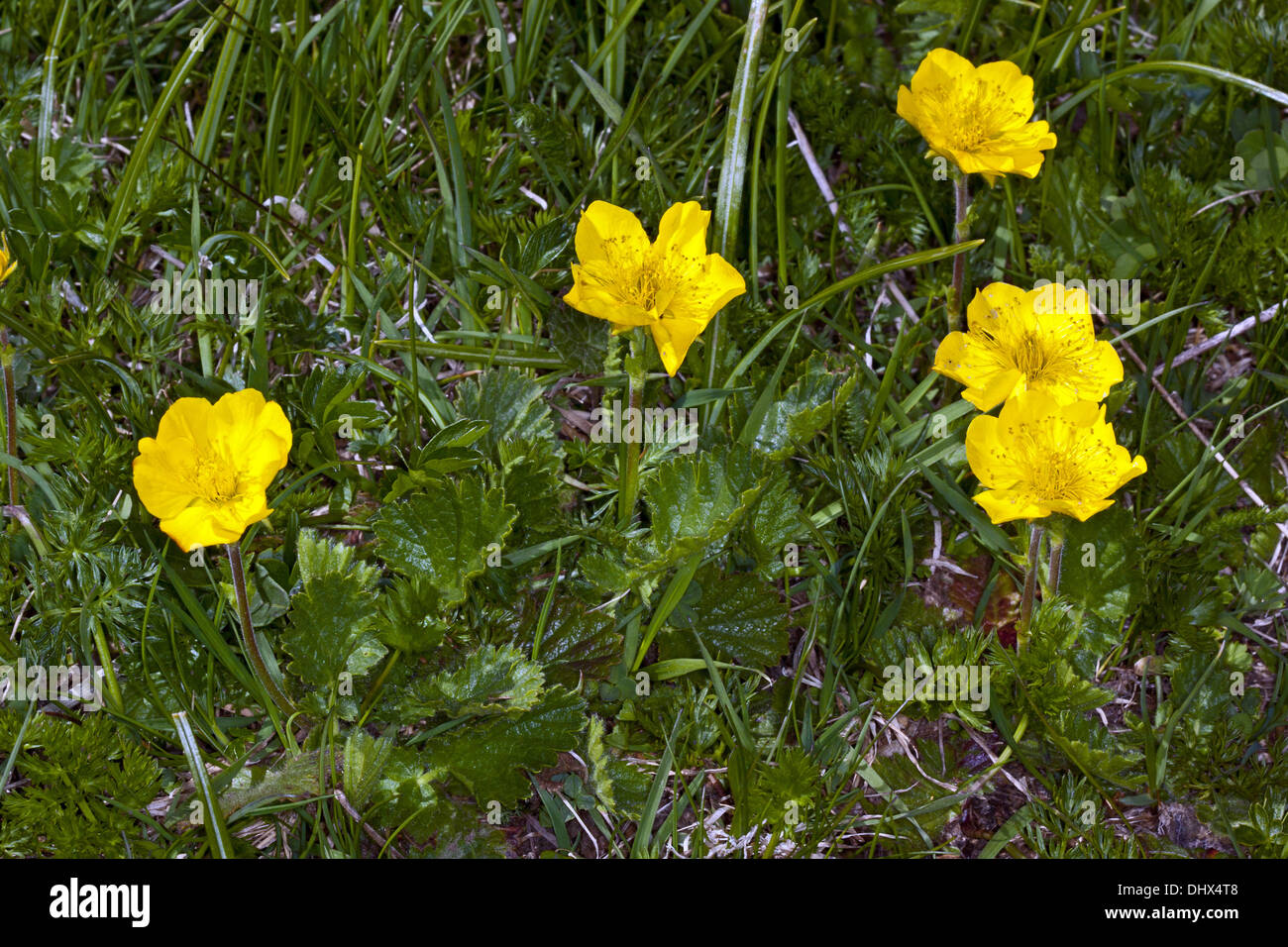 Geum montanum, Alpine Avens Stock Photo